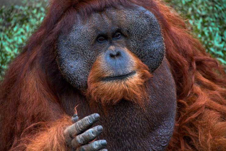 1610475353 833 Orangutan que come donde vive caracteristicas y curiosidades